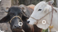 Cow vs buffalo